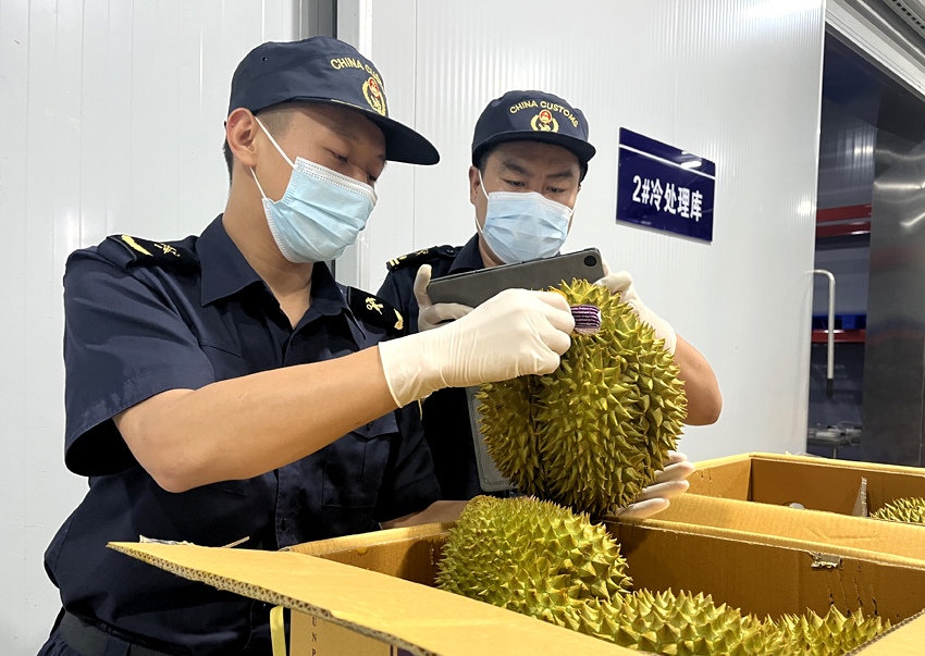 磨憨鐵路口岸綜合性指定監(jiān)管場地水果查驗區(qū)內，海關關員正在查驗進口榴蓮。勐臘海關供圖